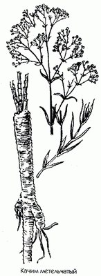 Кукушник длиннорогий (кукушник комарниковый) - Gymnagenia conopsea (L) R. Br.