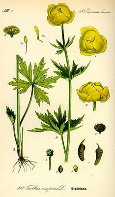   ( , ) - Trollius europaeus L.