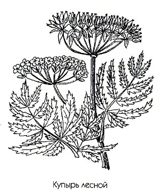   - Anthriscus sylvestris (L.) Hoff.