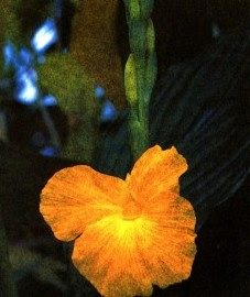   - Curcuma longa L. et redoaria