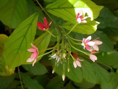 ���������� ��������� - Quisqualis indica L