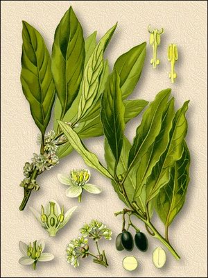 Лавр благородный (бобковое дерево) - Laurus nobilis L