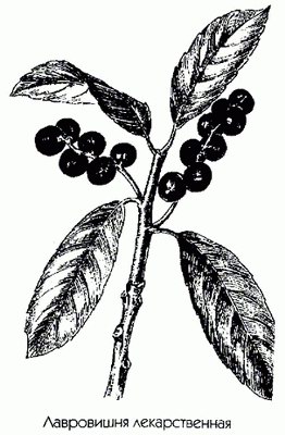   - Laurocerasus officinalis Ro. //Prunus laurocerasus L