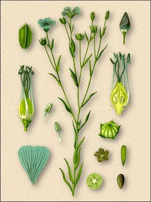   ( ) - Linum usitatissimum L.