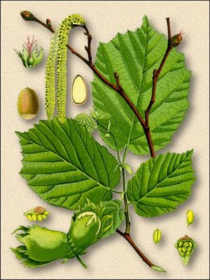   (,  ) - Corylus avellana L.