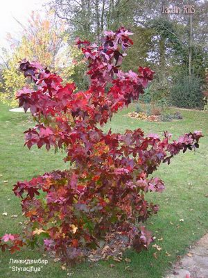   - Liquidambar orientate Mill.