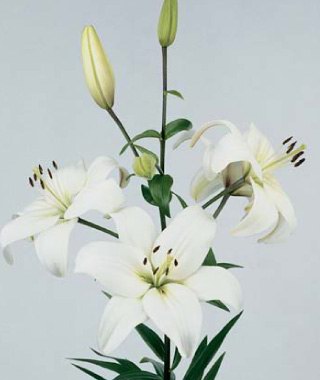 Лилия белоснежная - Lilium candidum L.