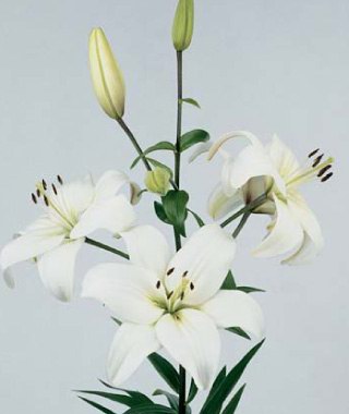   - Lilium candidum L.