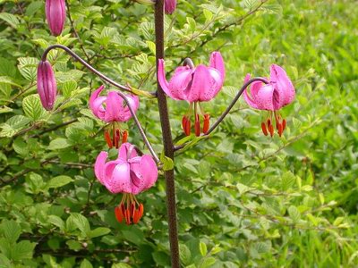   () - Lilium martagon L.