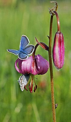   - Lilium tigrinum Ker-Gaw. // Lilium lancifolium Thunb.