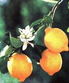 Лимон (цитрус лимон) - Citrus limon Burm. // Citrus limonia Osbeck.