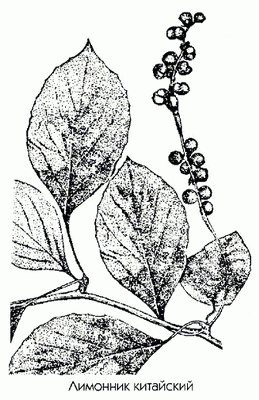 Лимонник китайский - Schizandra chinensis Baill.