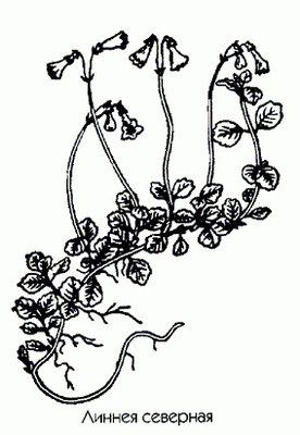   ( , ) - Linnaea borealis L.