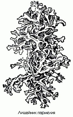   ( ) - Parmeliansis sp.
