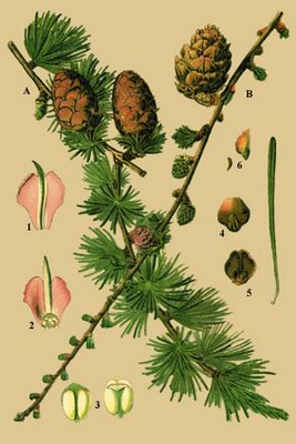 ����������� ����������� - Larix decidua Mill. // Pinus larix L. // Larix europaea Lam.