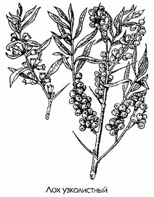   ( ) - Elaeagnus angustifolia L.