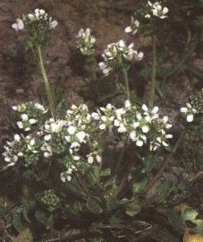   ( , ) - Cochlearia arctica Schl. // Cochlearia officinalis L