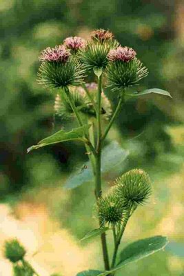   (Arctium minus Bernh.)