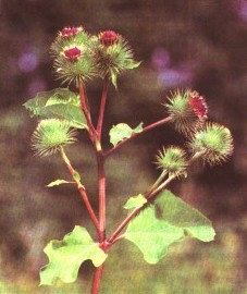   () - Arctium tomentosum Mill.