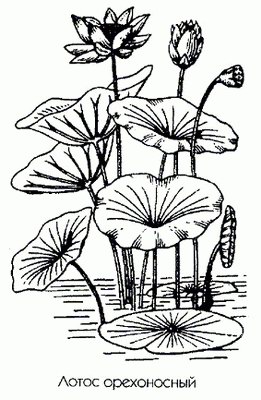   - Nelumbium nuciferum Gartn. Nelumbo speciosum Willd.