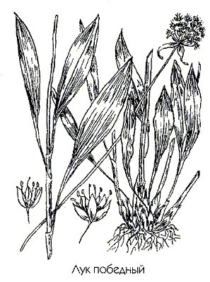 Лук победный (колба, черемша) - Allium victorialis L.