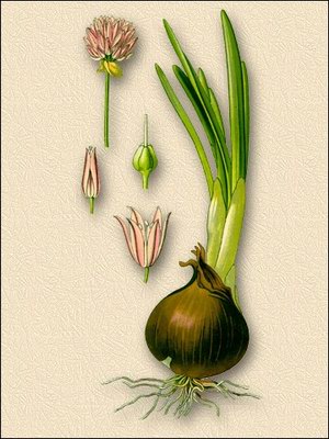 Лук репчатый - Allium cera L.