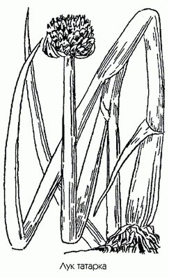 Лук татарка - Allium fistulosum L.