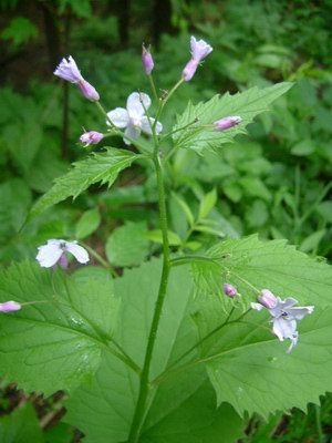������ ����������� (������ �����, ������ ������, ��������) - Lunaria rediviva L.