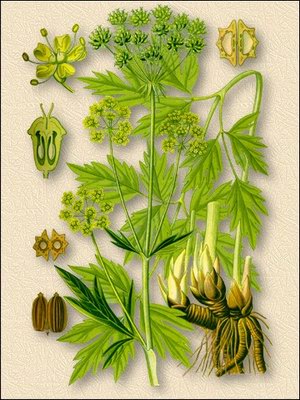   () - Levisticum officinale Koch.