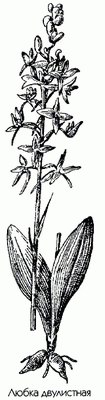 Любка двулистная (фиалка ночная) - Platanthera bifolia Rich.