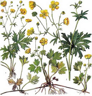 ����� �������������� - Ranunculus polyanthemus L