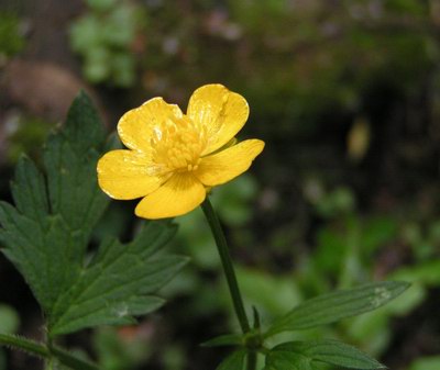   ( ,  ) - Ranunculus repens L.