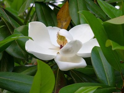 Магнолия крупноцветковая - Magnolia grandiflora L.