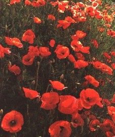 ���-��������� - Papaver rhoeas L