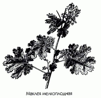   - Macleaya microcarpa (Maxim.) Fedde