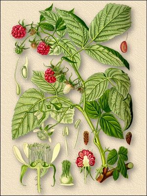   - Rubus idaeus L.