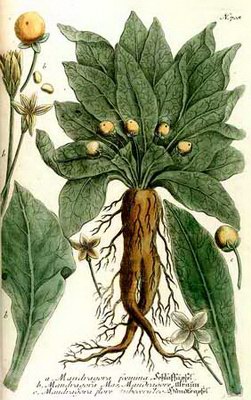   - Mandragora officinarum Vis.