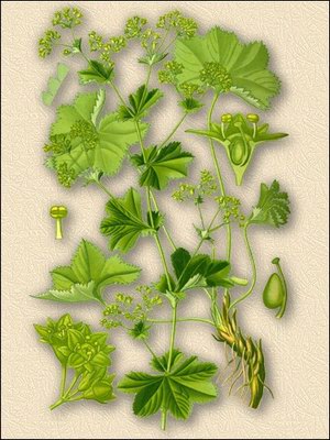 �������� ������������ - Alchemilla vulgaris L.