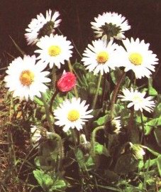   - Bellis perennis L.