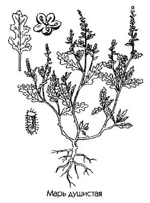 Марь душистая - Chenopodium botrys L