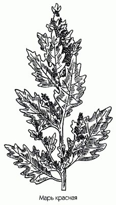 Марь красная - Chenopodium rubrum L