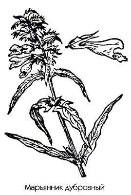   (--) - Melampyrum nemorosum L.