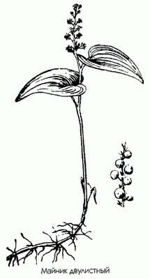 Майник двулистный (майник боровой, ландыш двулистный) - Majanthemum bifolium (L.) Fr. Schmidt