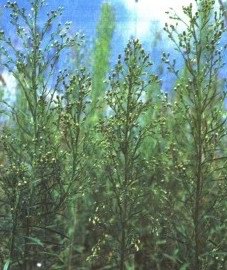 �������������� ��������� (�����) - Erigeron canadensis L, Conyza canadensis (L.) Cronq.