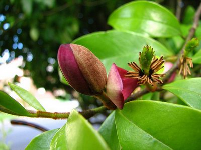 Михелия буроватая (магнолия буроватая) - Michelia fuscata Blume // Magnolia fuscata Andrz.