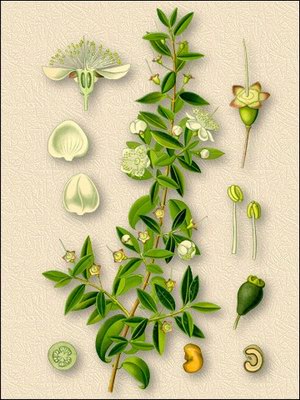   - Myrtus communis L.