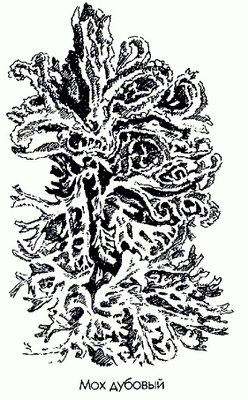 ��� ������� (�������) - Evernia prunastri (L.) Ach.
