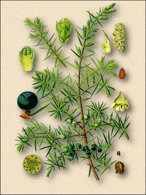 Можжевельник обыкновенный - Juniperus communis L.