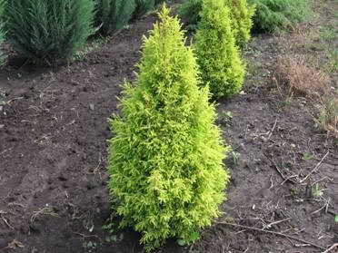 Можжевельник зеравшанский (арча зеравшанская) - Juniperus seravschanica Kom.