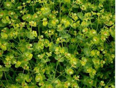   ( ) - Euphorbia pallasii Turcz.